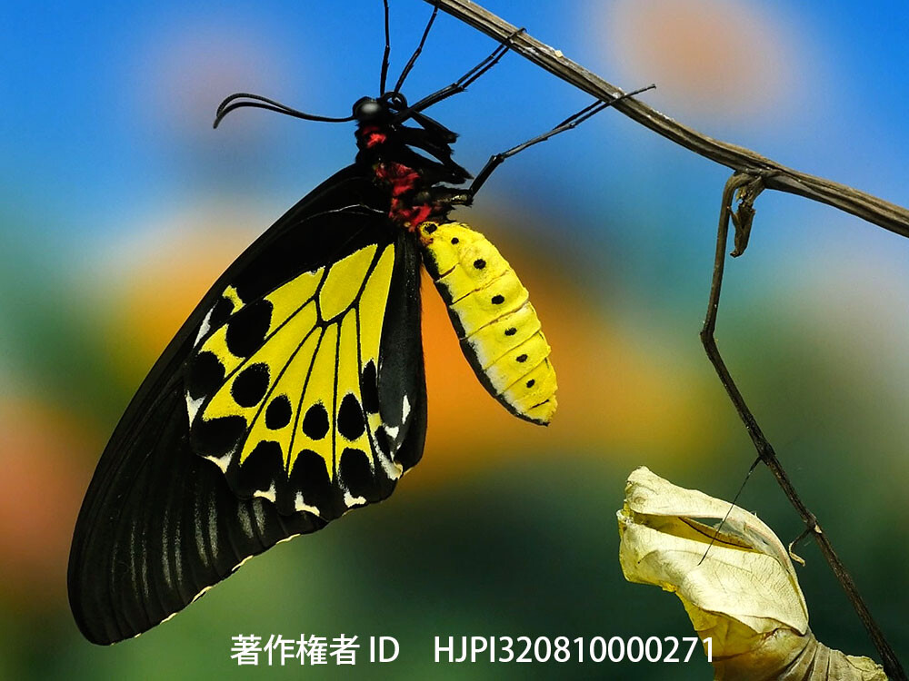 ヘレナキシタアゲハの羽化