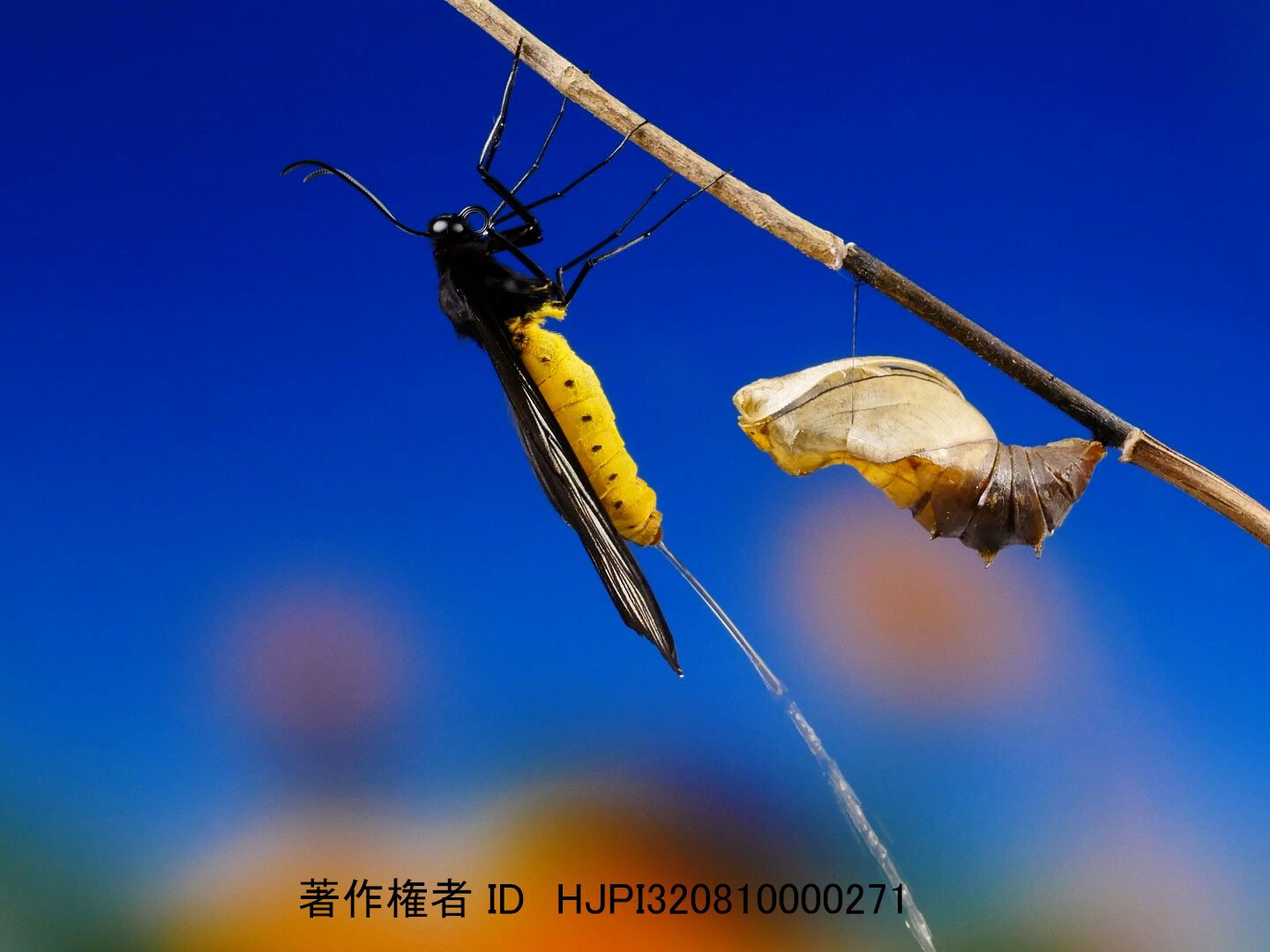 ヘレナキシタアゲハ、羽化直後のおしっこおしっこ