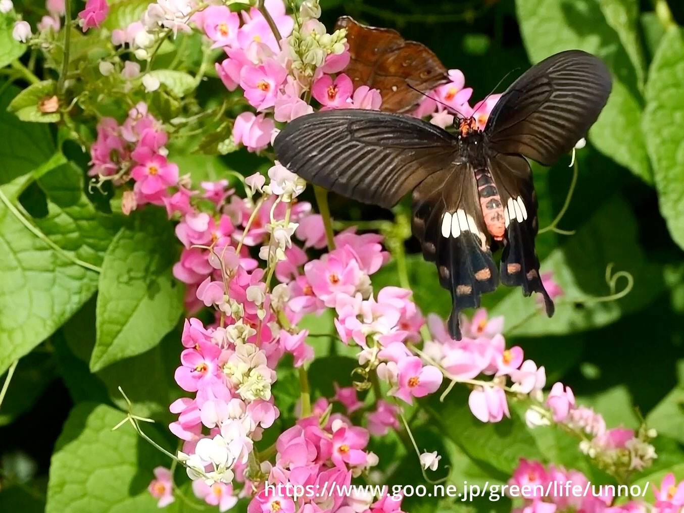 ベニモンアゲハ