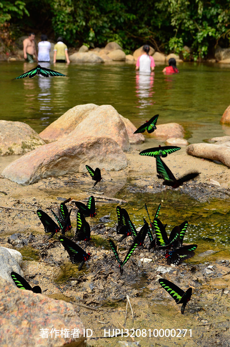 アカエリトリバネアゲハ吸水