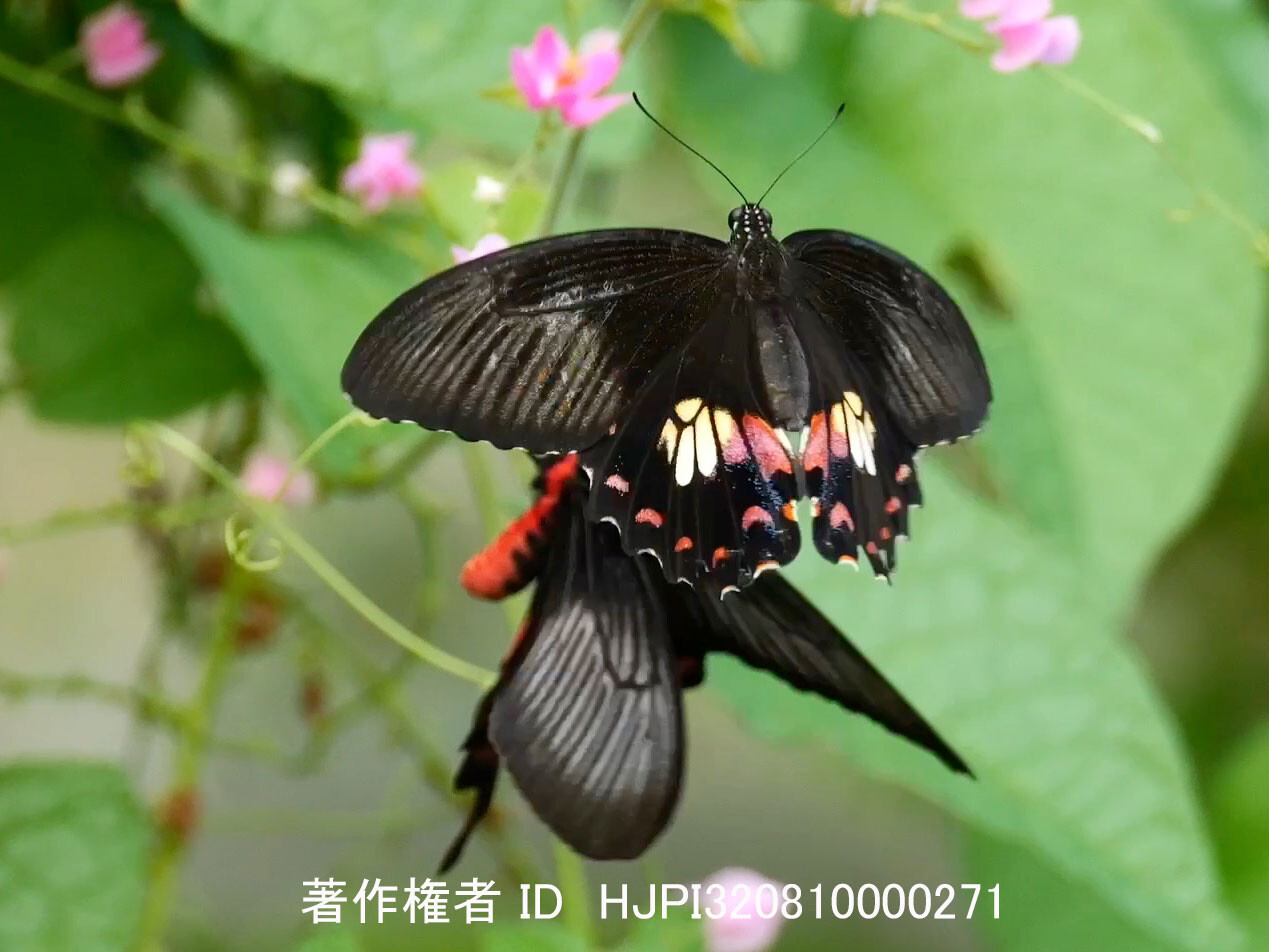 シロオビアゲハのベニモン型のメス