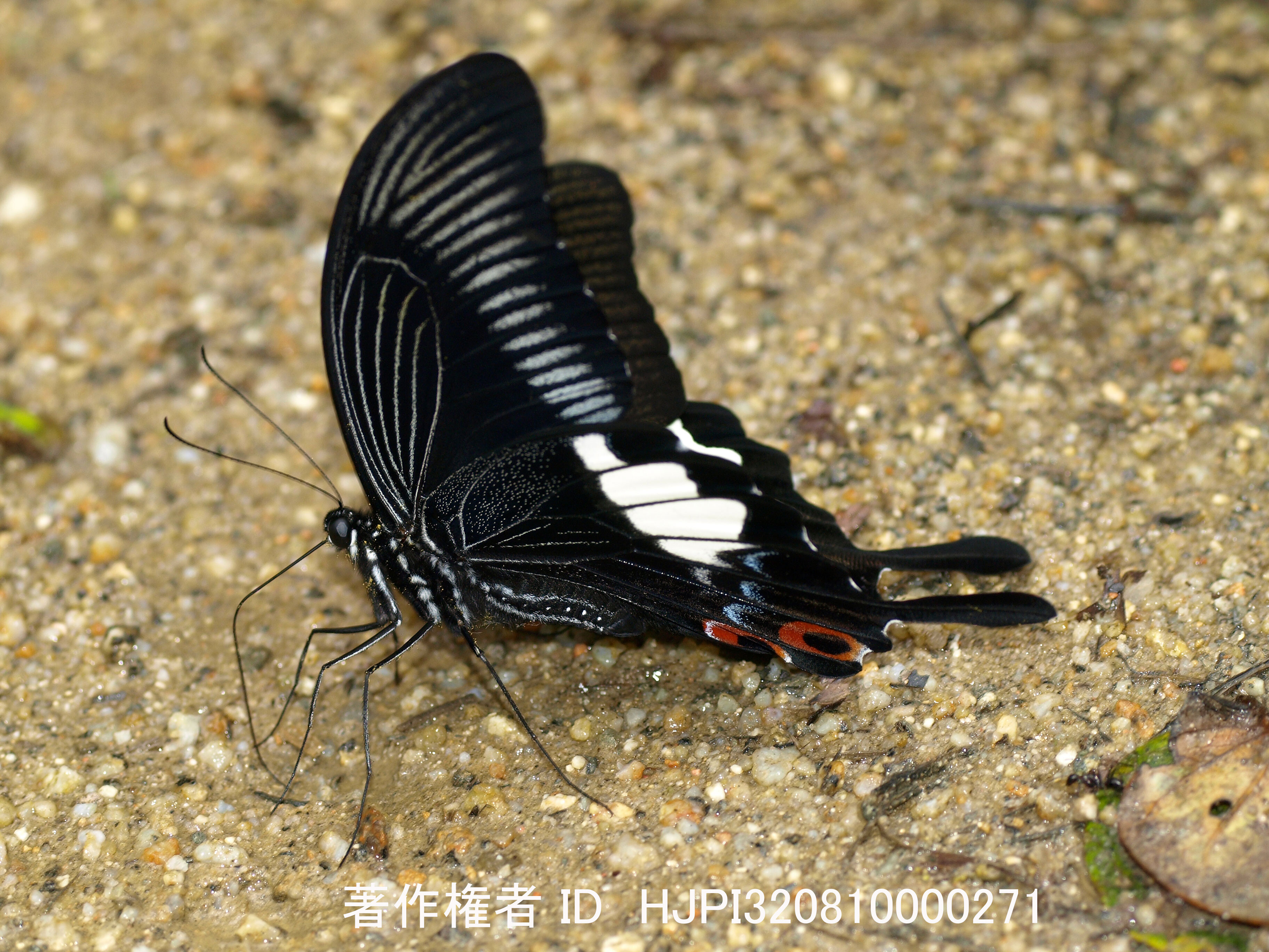 マレーシアのオオモキアゲハアゲハ