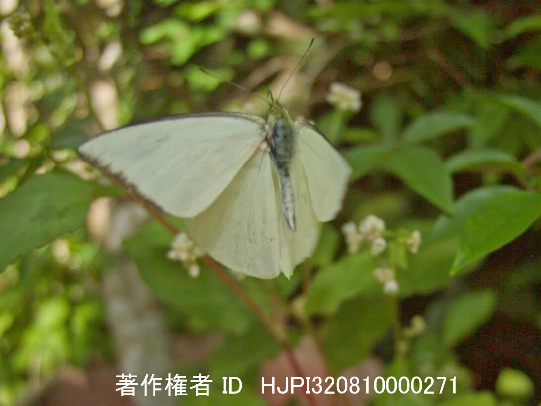 マレーシアのイワサキシロチョウ