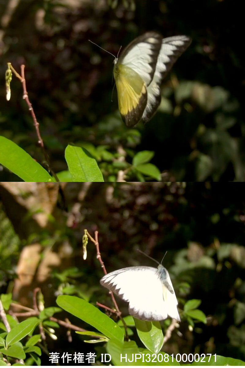 マレーシアのタイワンシロチョウ