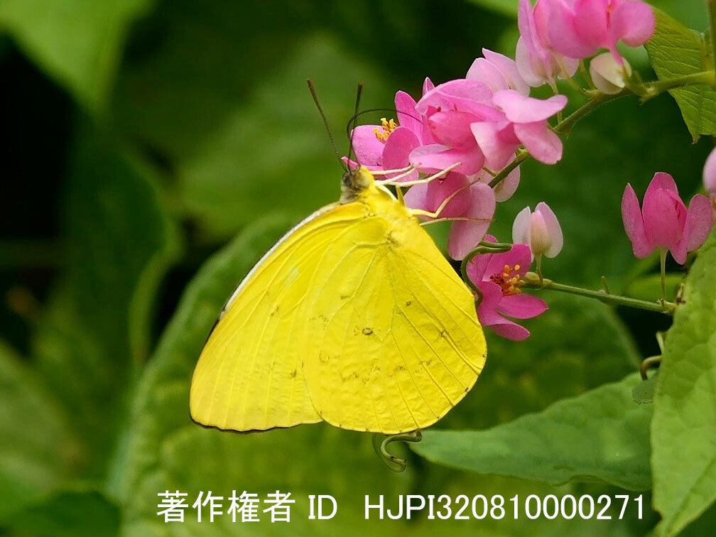 マレーシアのキシタウラナミシロチョウ