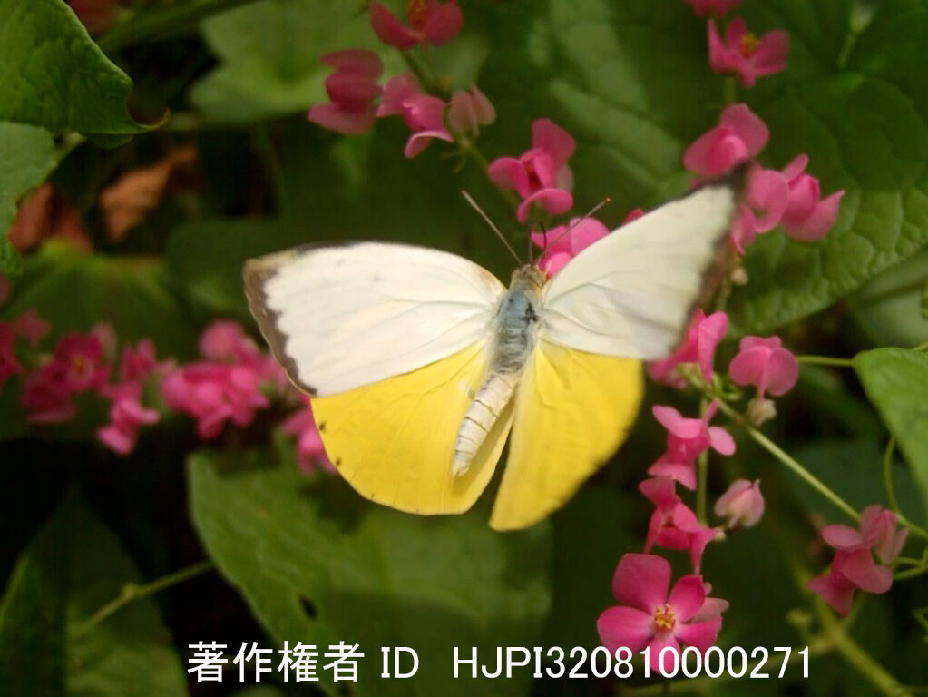 キシタウラナミシロチョウを高速度カメラで撮影