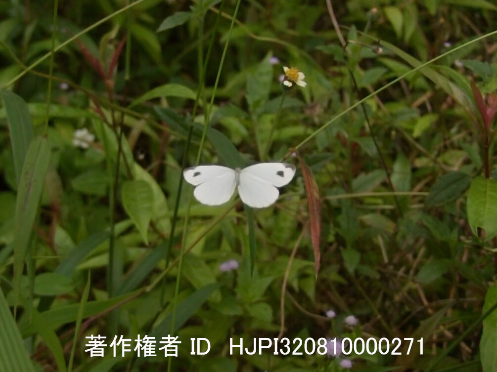 マレーシアのクロテンシロチョウ