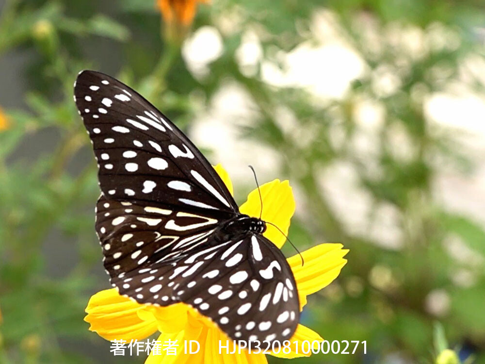 マレーシアのマダラチョウ