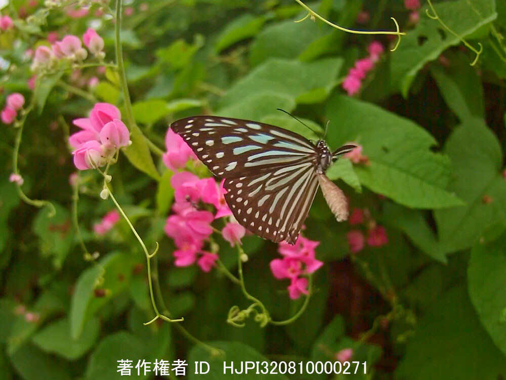 リュウキュウアサギマダラの飛翔