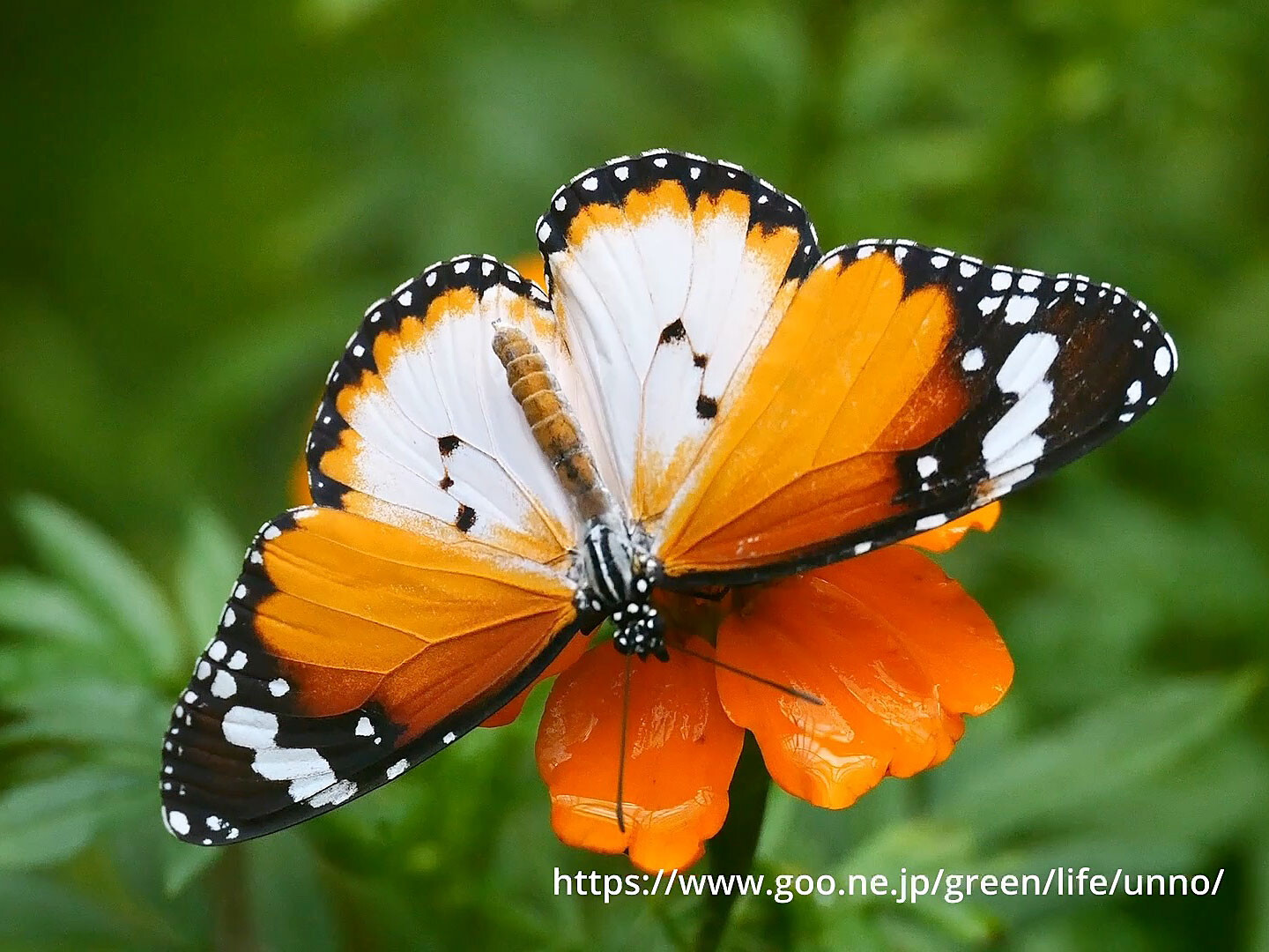 マレーシアのカバマダラ