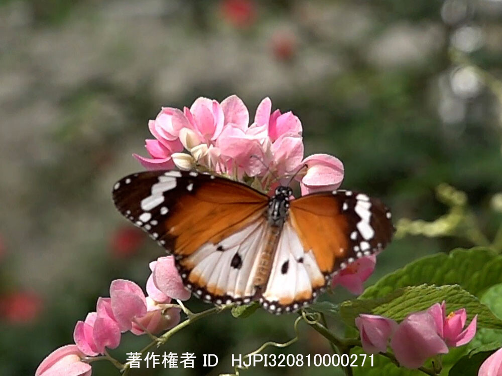 花から飛び立つカバマダラ