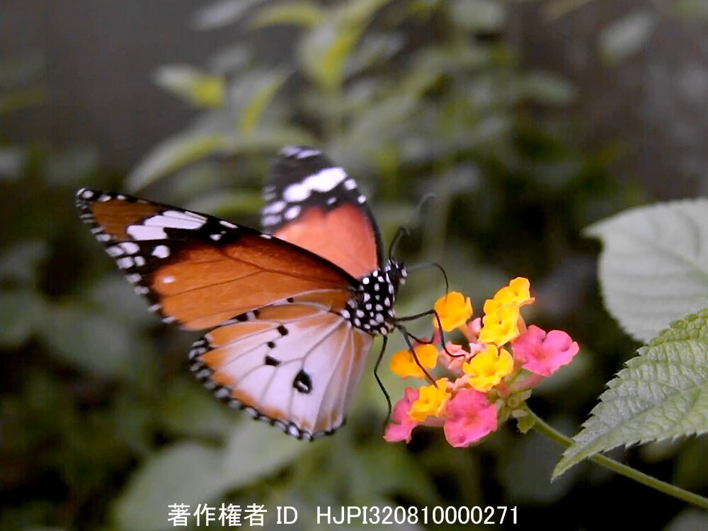 カバマダラの飛翔を1000コマの動画から切り出した