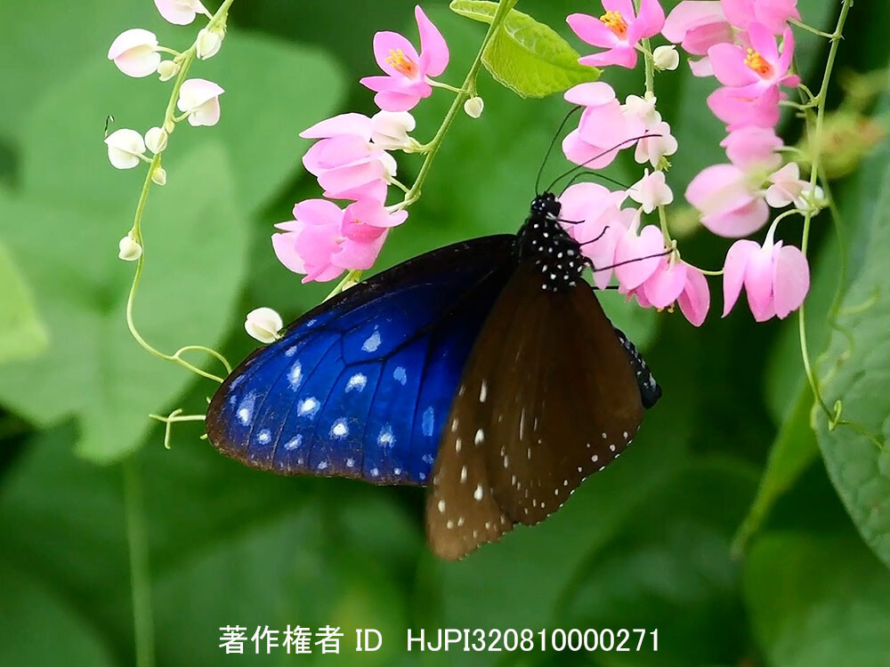 マレーシアのツマムラサキマダラ