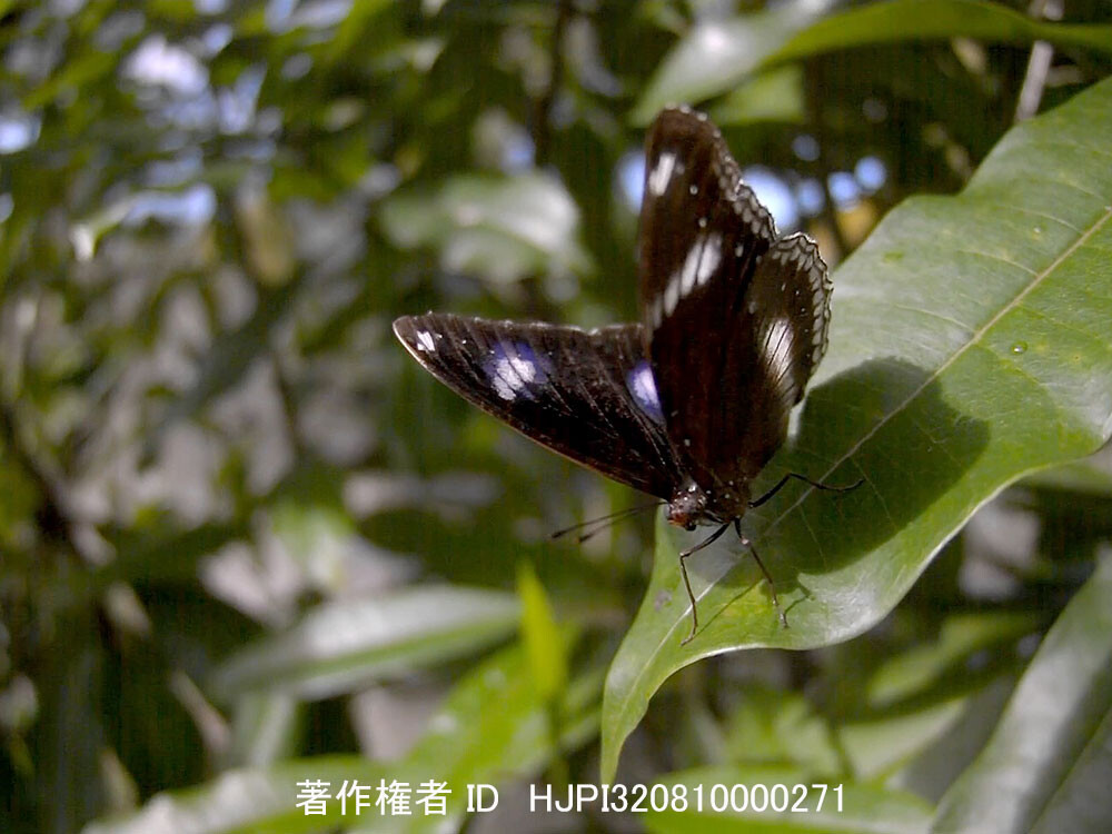 マレーシアのリュウキュウムラサキ