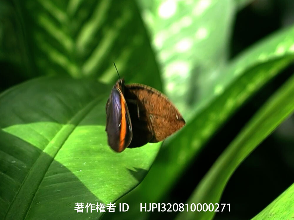 マレーコノハチョウ