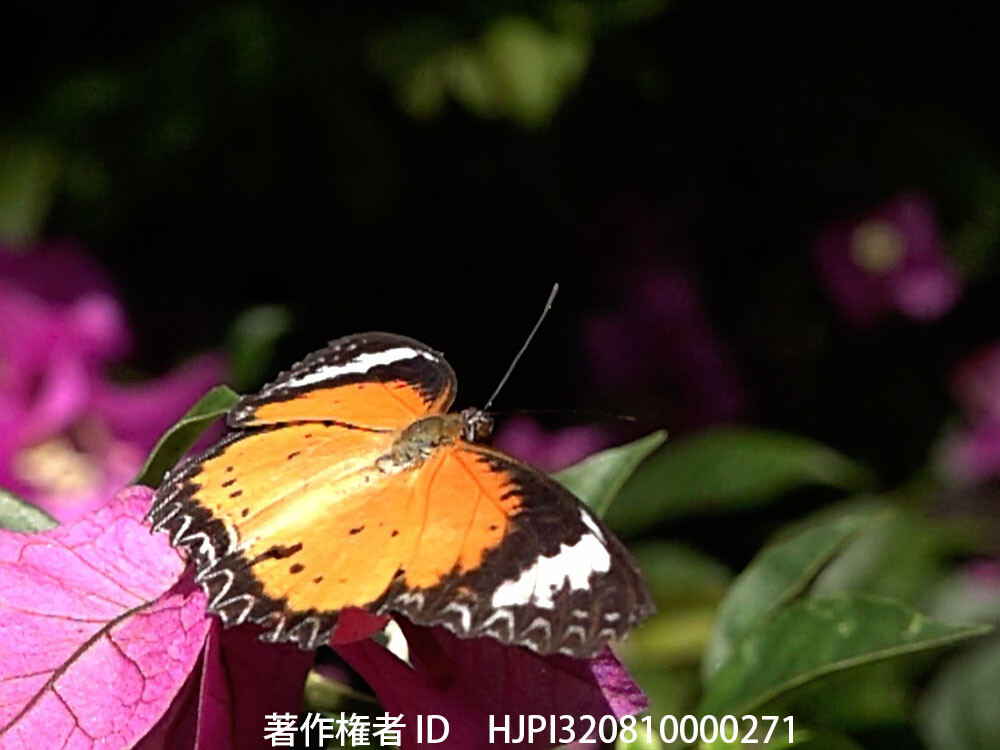 エントピアのハレギチョウ