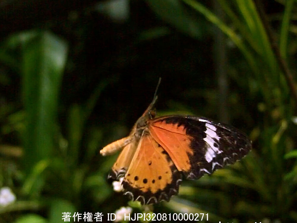 キアネハレギチョウの飛翔