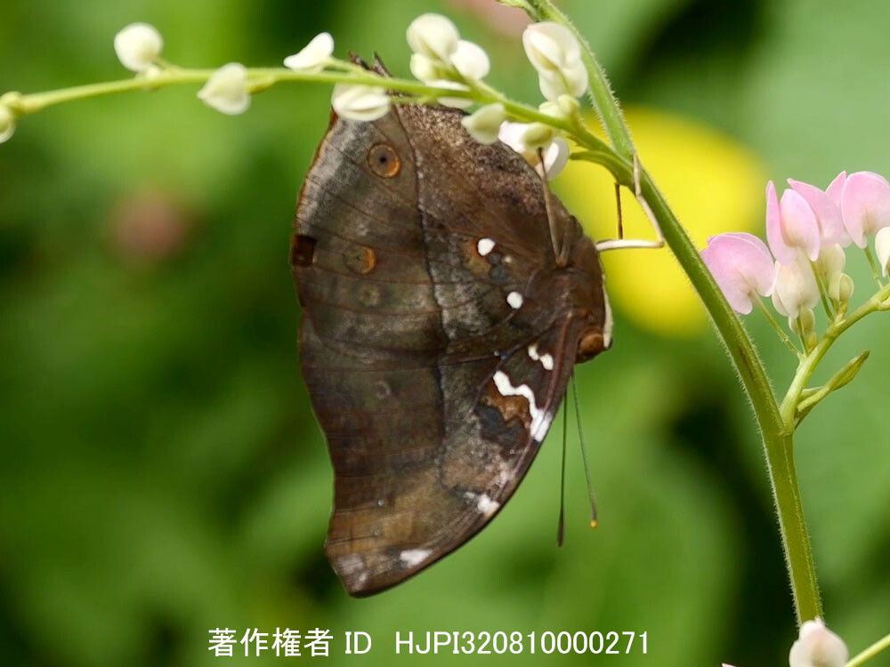 マレーシアのイワサキコノハ