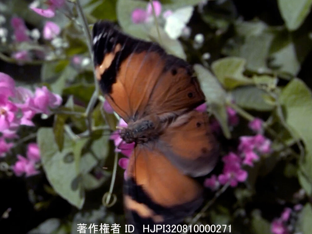 イワサキコノハチョウの飛翔