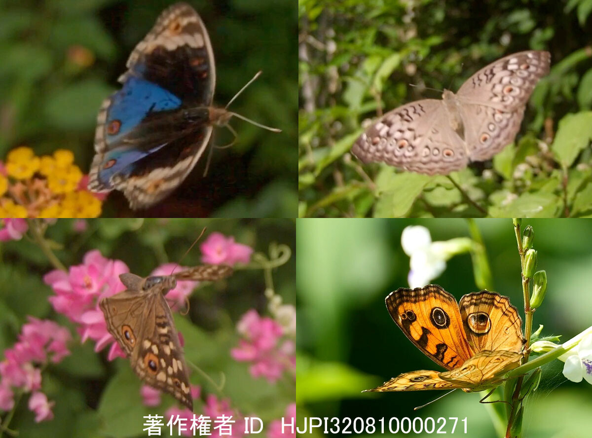 マレーシアのタテハモドキ