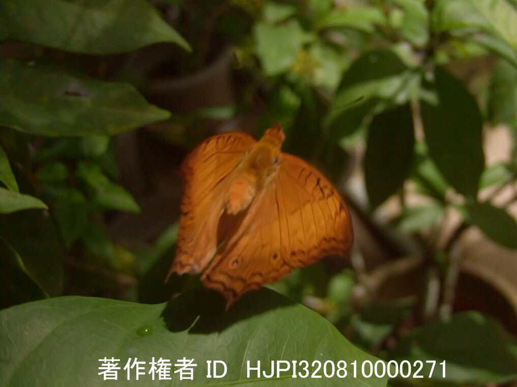 マレーシアのチャイロタテハ