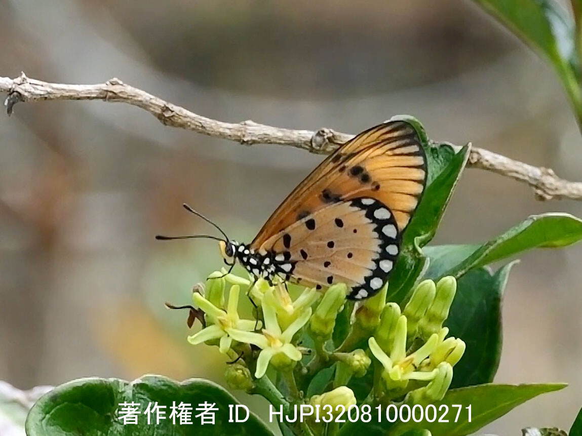 マレーシアのヘリグロホソチョウ