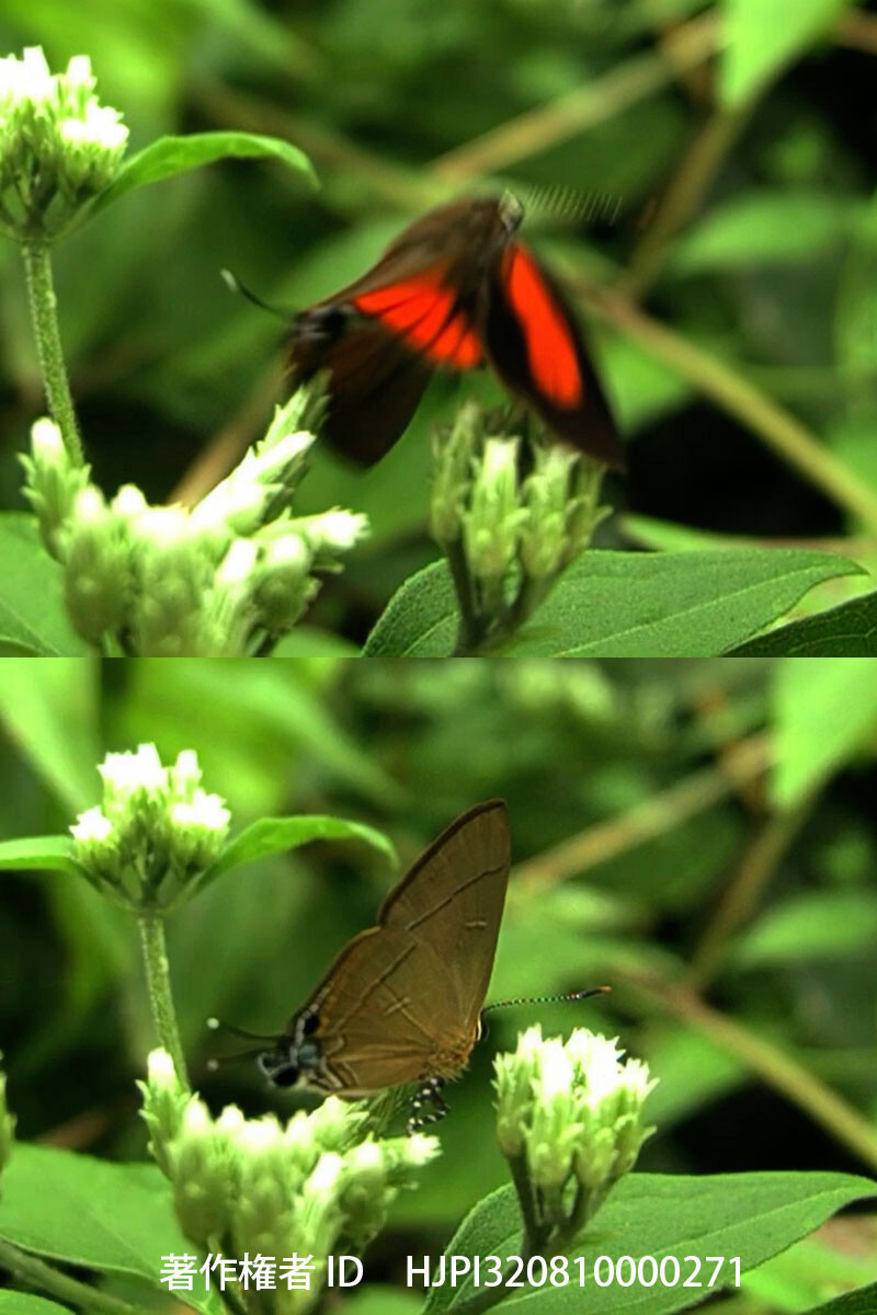 ヒイロトラフシジミ