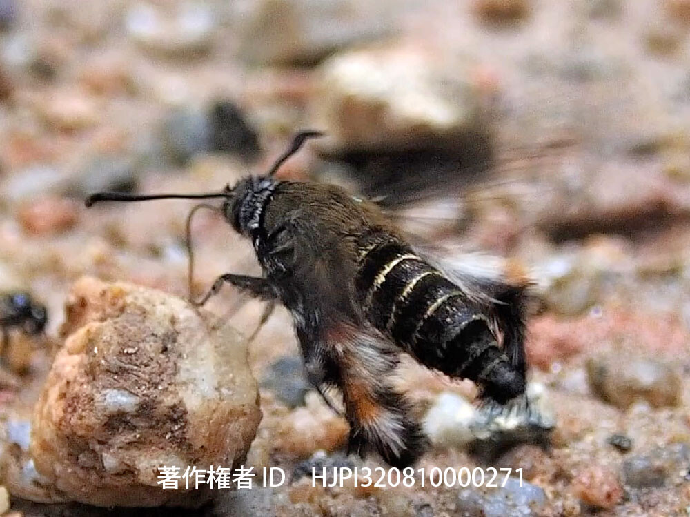 モモブトスカシバの吸水