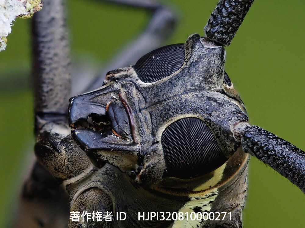 フォーカスブラケットで撮ったシロスジカミキリの顔