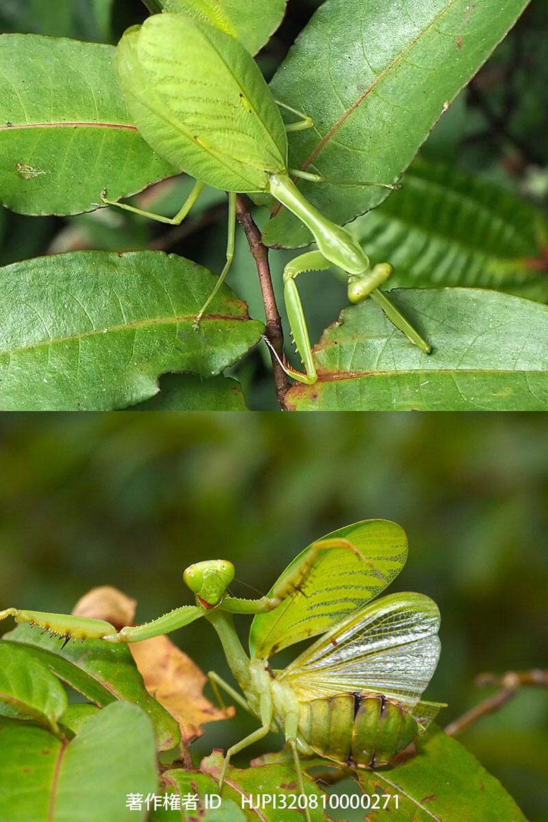 マレーシアのカマキリ　Camelomantis parva