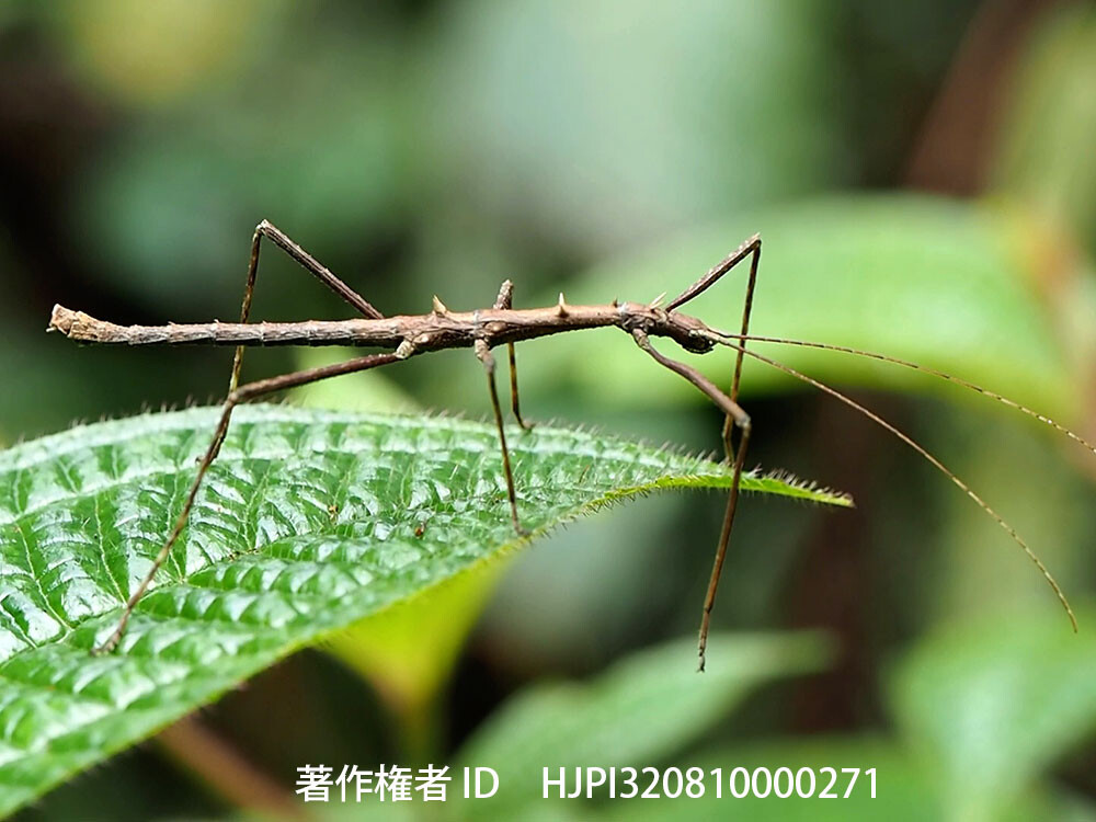 ウンノトゲナナフシ