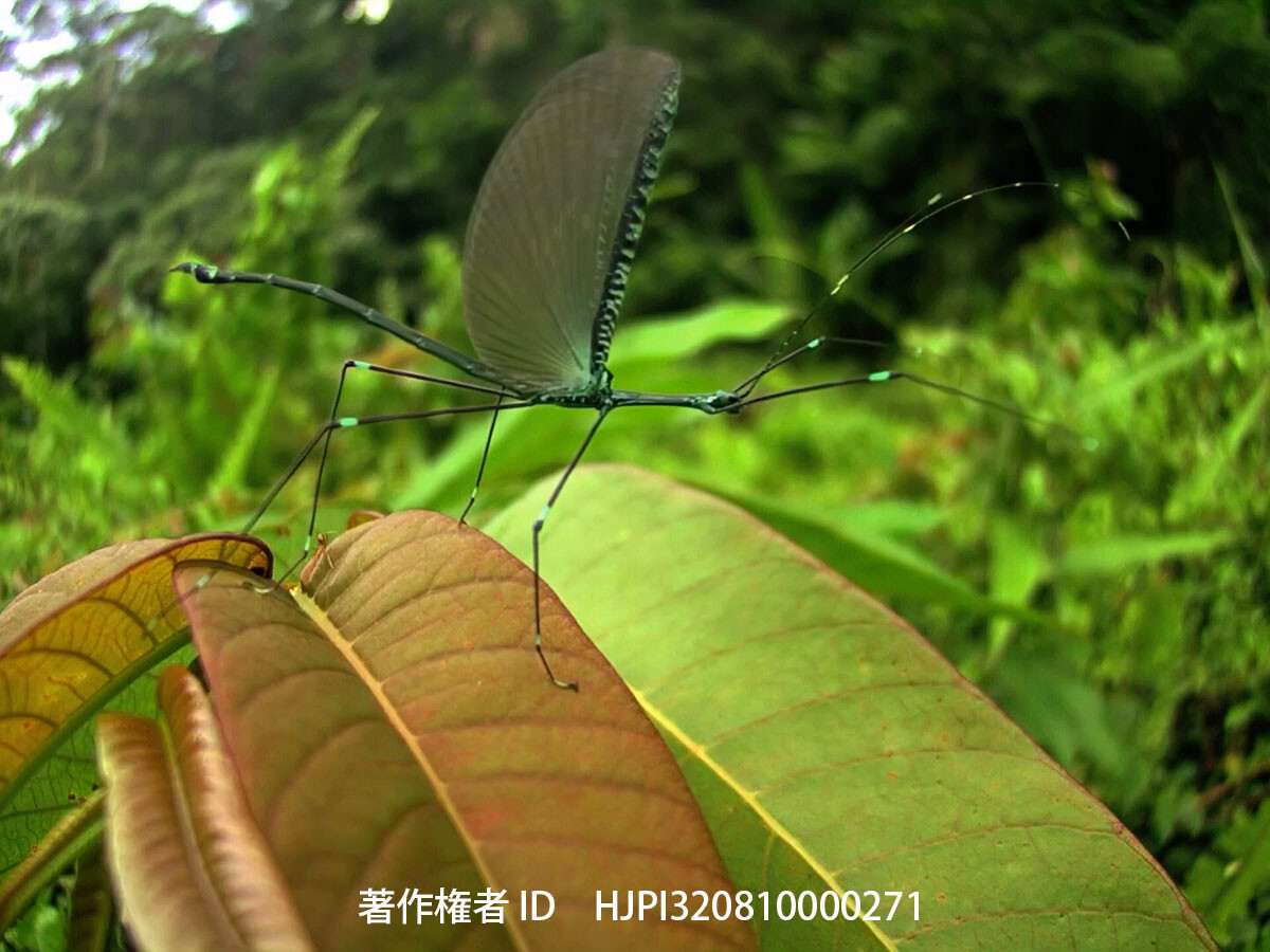 フィルムトビナナフシ