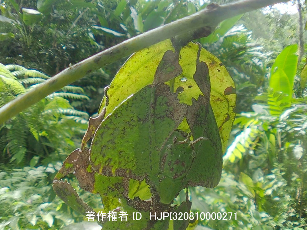 オオコノハムシ