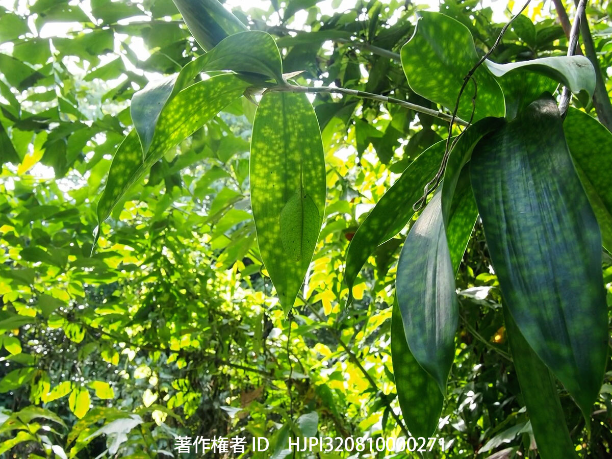 マレーヒラタツユムシの擬態