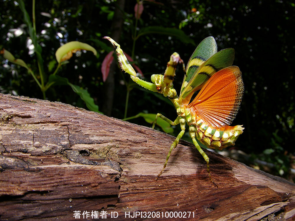 ヒョウモンカマキリの威嚇姿勢