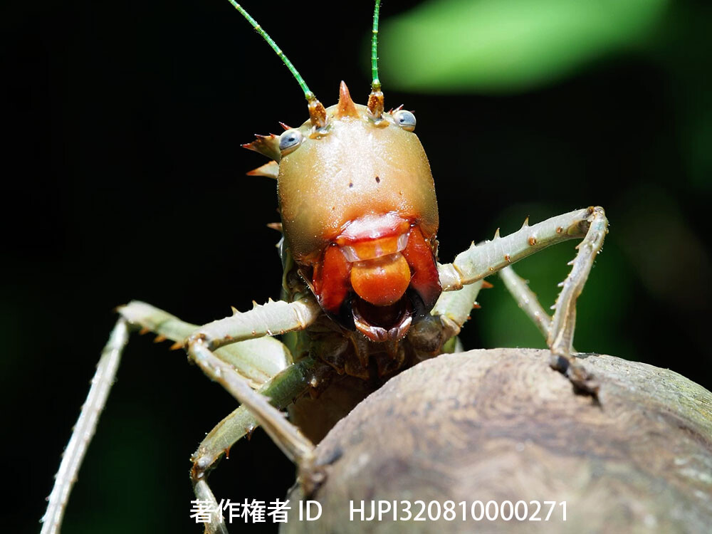 ひょうきんもののトゲトゲギス