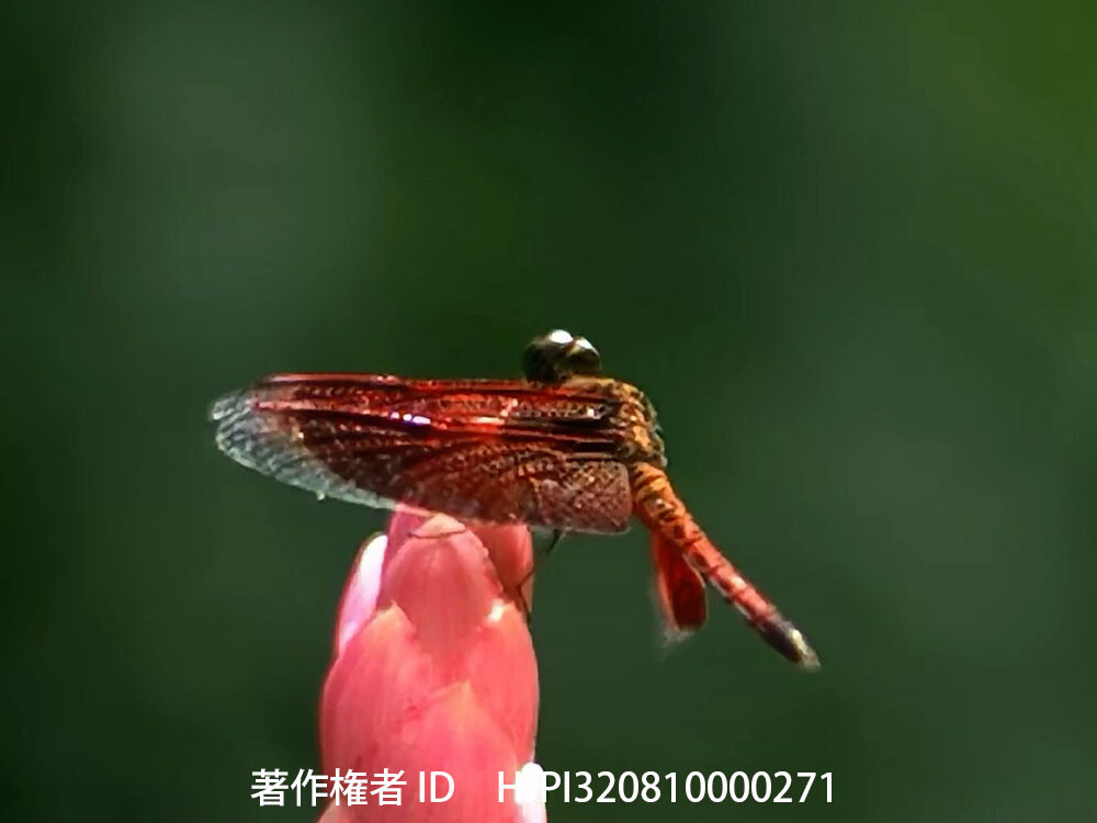 ナンヨウベッコウトンボ