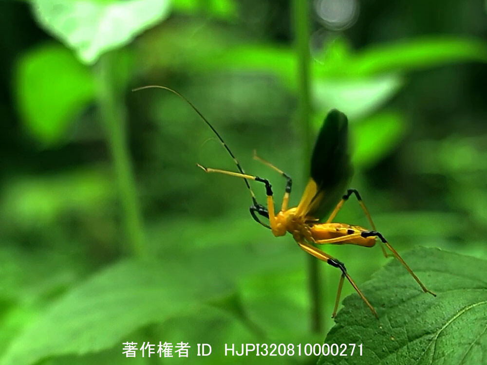 マレーシアのサシガメの飛翔
