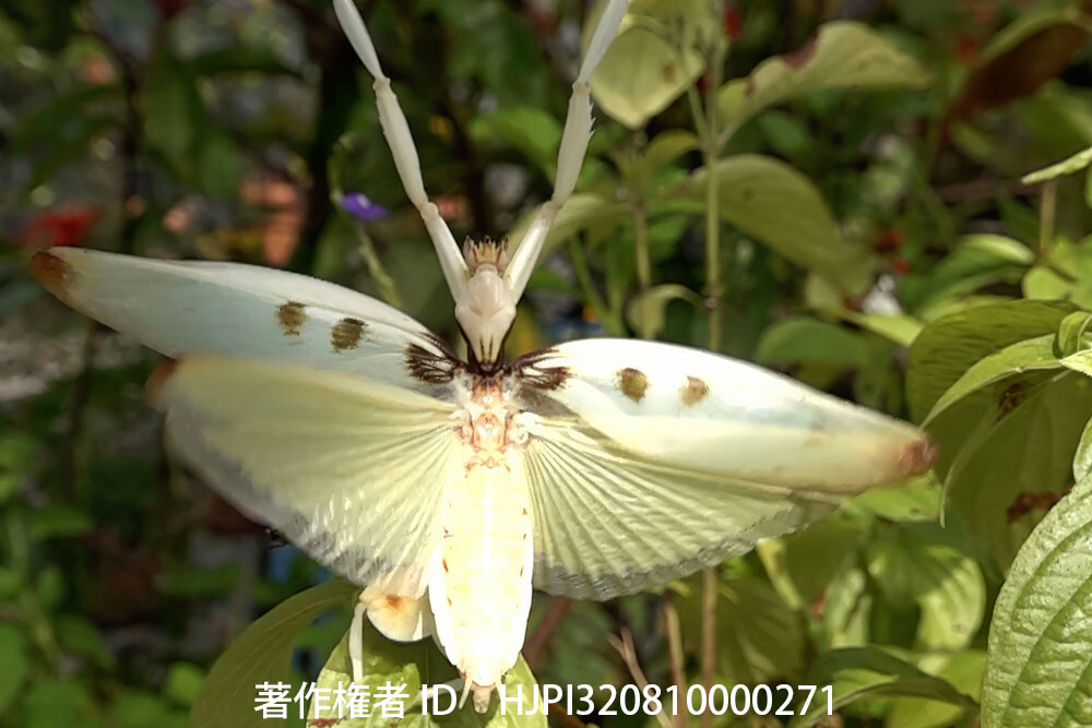 ハナカマキリ、メスの飛翔