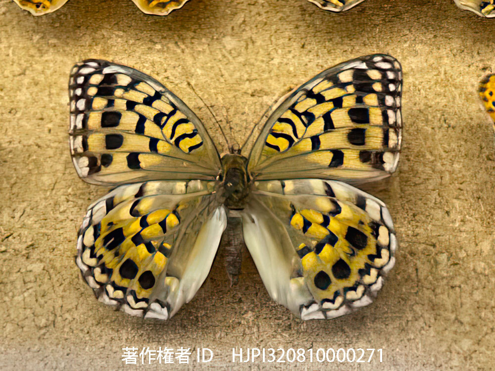 田淵行男のオオウラギンヒョウモン