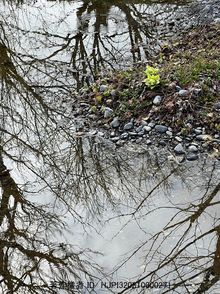 田淵行男記念館の湧水にフキノトウ