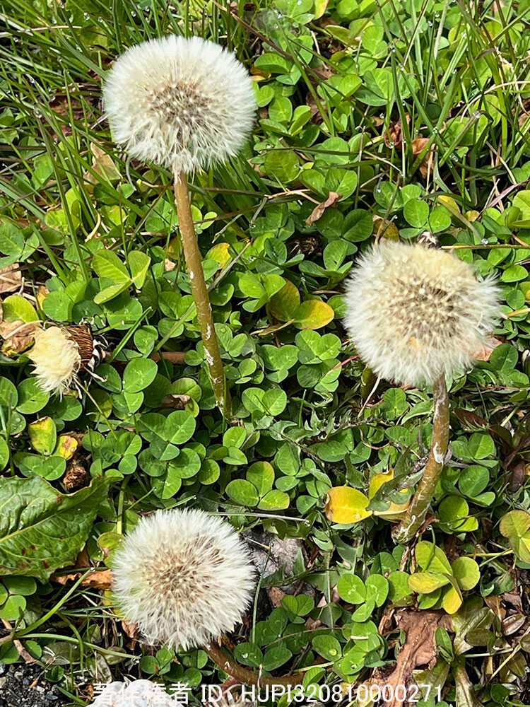 タンポポの綿毛