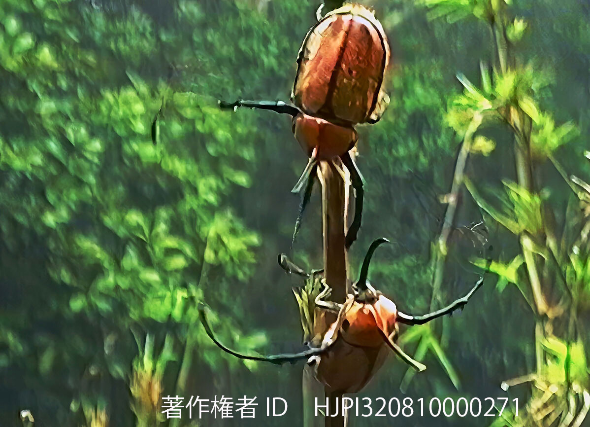 ノコギリタテヅノカブトの闘い