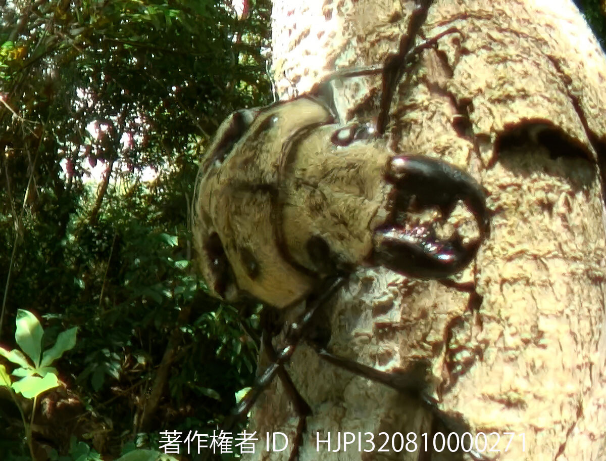 クワガタモドキ