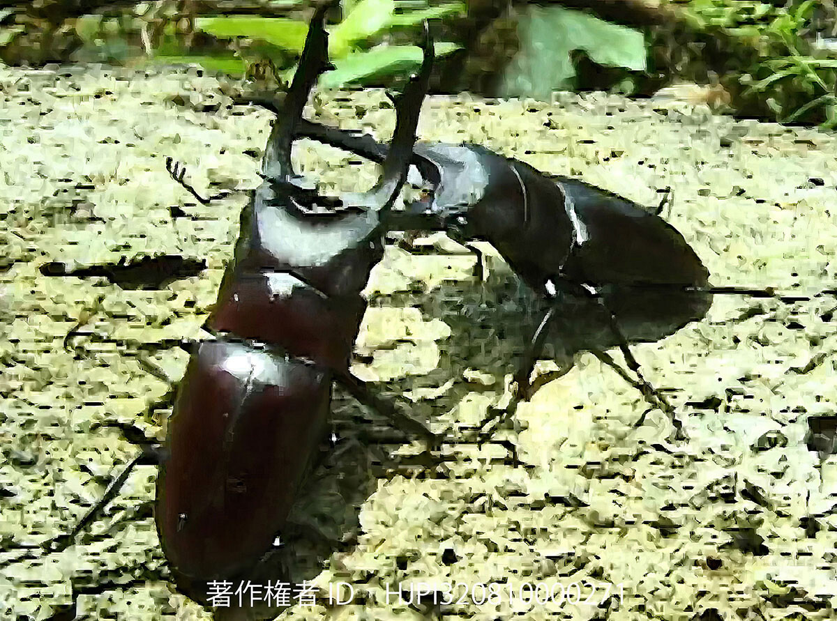 すごく画質が悪いブッダノコギリクワガタ