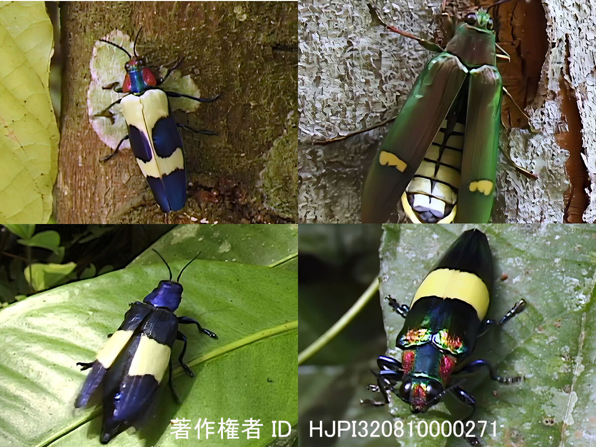 マレーシアのタマムシ