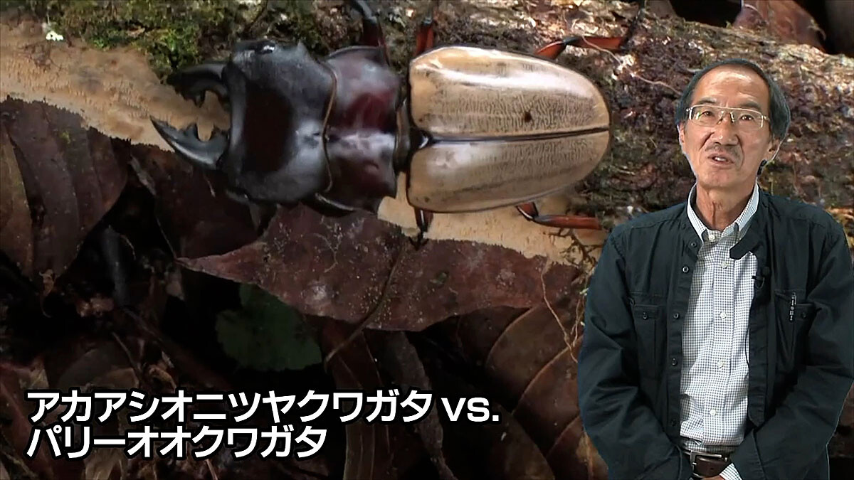 カブトクワガタの世界
