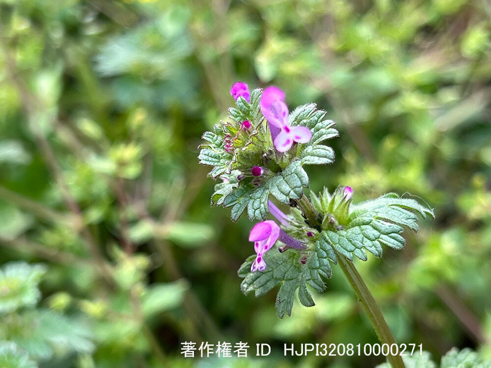 外濠のホトケノザ