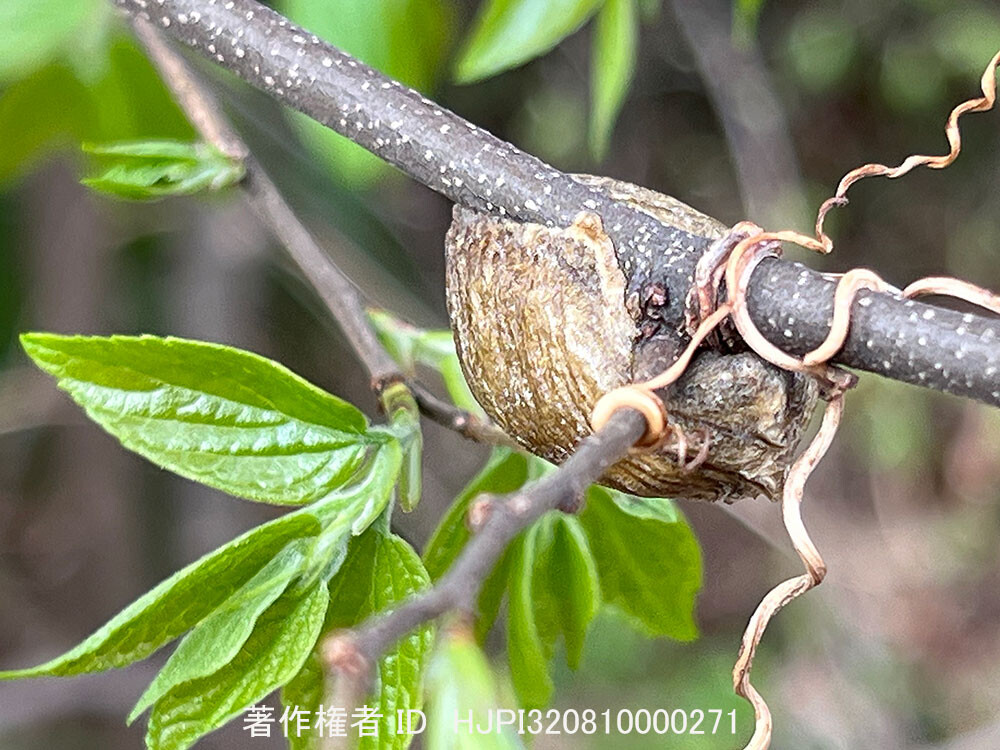 ハラビロカマキリの卵嚢