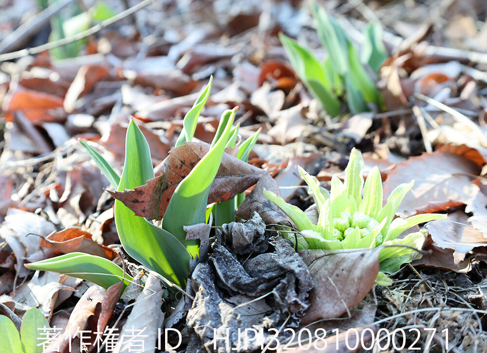 フキノトウとチューリップの芽生え
